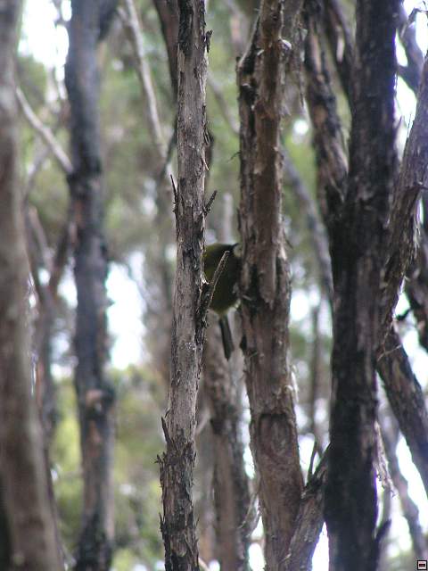steward island 011.jpg